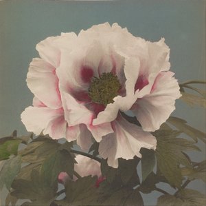 Paonia drzewna autorstwa Ogawa Kazumasa