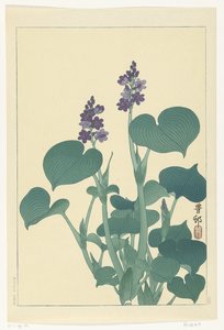 Hostia kwitnąca autorstwa Ohara Koson