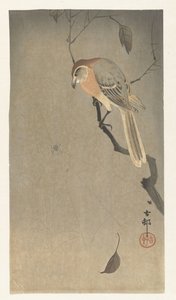Gąsiorka i pająk bawołów autorstwa Ohara Koson