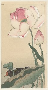Gallinule z kwiatami lotosu autorstwa Ohara Koson