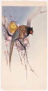 Bażanty i Wiśnia (drzeworyt kolorowy) autorstwa Ohara Koson