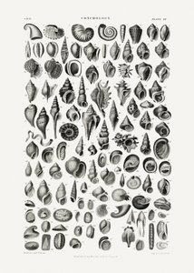 Sealife III autorstwa Oliver Goldsmith
