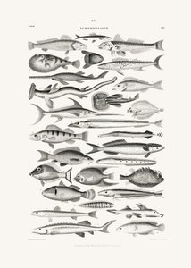Sealife I autorstwa Oliver Goldsmith