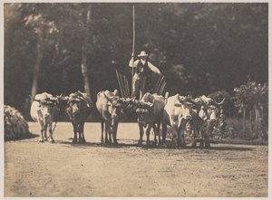 Sześć Wołów Drużyna z Kierowcą 1853.