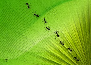 Ślad mrówek z Green Leaf autorstwa Osvaldo Russo