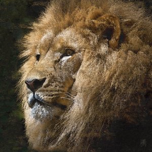 Majestatyczny złoty lew autorstwa Osvaldo Russo