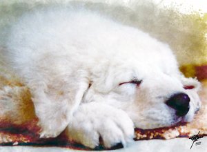 Słodko śpiący szczeniak autorstwa Osvaldo Russo