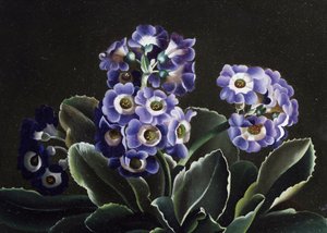  autorstwa Otto Didrik Ottesen