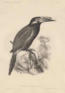 Selenidera Spectabilis, litho autorstwa Bowen und Co., 1850 autorstwa Otto Koehler