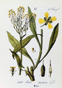 Liście, owoce i kwiaty Woad lub Glastum (Isatis tinctoria), dzieło Otto Wilhelma Thome (1840-1925) z Flora von Deutschland, Osterreich und der Schweiz (Flora Niemiec, Austrii i Szwajcarii) autorstwa Otto Wilhelm Thome