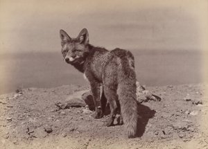 [Lis], 1886. autorstwa Ottomar Anschütz