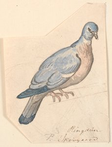 Gołąb pierścieniowy. autorstwa P.C. Skovgaard