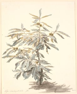 Badanie małego kasztanowca autorstwa P.C. Skovgaard
