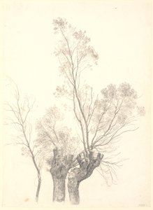 Badanie wierzb karłowatych. autorstwa P.C. Skovgaard