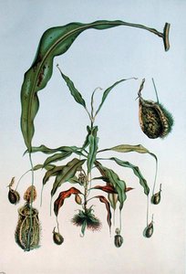Nepenthes Hookeriana, płyta botaniczna z „Les Promenades de Paris” E. Alphano, grawerowana przez L. Stroobanta, ok. 1867-73 (kolor litho) autorstwa P. (after) Lambotte