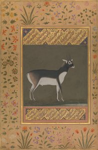 Black Buck, Folio z albumu Shah Jahan, na odwrocie: ca. 1615-20, verso: ca. 1530-50. autorstwa Painting attributed to Manohar