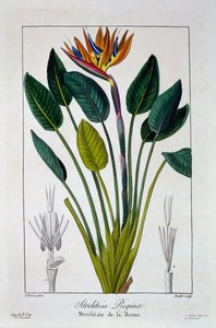 Rajski ptak lub kwiat żurawia, wyd. 1836.