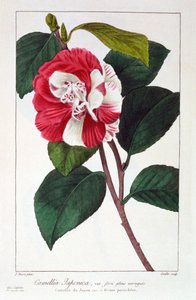 Camellia Japonica, wyd. 1836.
