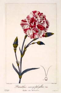 Dianthus caryophyllus, wyd. 1836. autorstwa Panacre Bessa