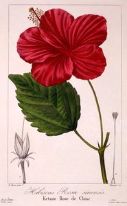 Hibiskus: H. rosa-sinensis, wyd. 1836.