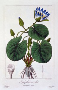 Niebieskie nimfy, wyd. 1836 autorstwa Panacre Bessa