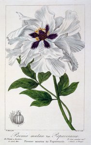Paeonia Suffruticosa, wyd. 1836. autorstwa Panacre Bessa
