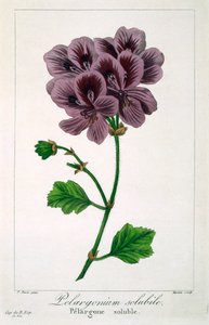 Pelargonia, wyd. 1836. autorstwa Panacre Bessa