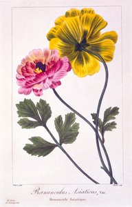 Jaskier perski, wyd. 1836. autorstwa Panacre Bessa