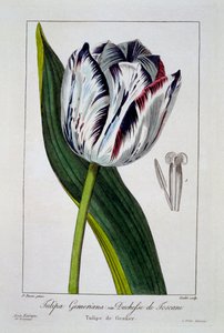 Tulipan: Księżna Toskanii, wyd. 1836.