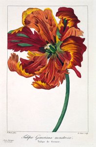 Tulipan „Ognisty ptak”, wyd. 1836.