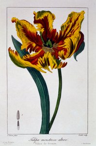 Tulipan „Płonąca papuga”, wyd. 1836.