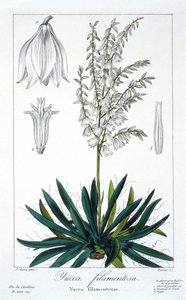 Yucca filamentosa, wyd. 1836. autorstwa Panacre Bessa