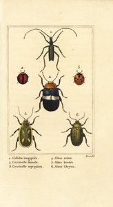 Callidium longipes 1, biedronki, Jauravia dorsalis 2, Coccinella septempunctata 3, pchełki, Altica emarginata 4, Altica emarginata 5 i Altica chrysis 6 autorstwa Pancrace (after) Bessa