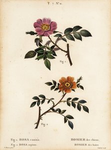 Dzika róża, Rosa canina, Rosier des Chiens 1 i wrzośca drobnolistna, Rosa sepium, Rosa agrestis, Rosier des Haies 2 autorstwa Pancrace (after) Bessa