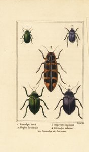 chrząszcz Dogbane , Chrysochus auratus 1 , Hoplia argentea 2 , chrząszcz Banksia klejnot , Cyrioides imperialis 3 , Eumolpus fulgidus 4 i Eumolpus surinamensis 5