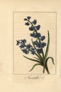 Hiacynt, Hiacynt, Hyacinthus orientalis