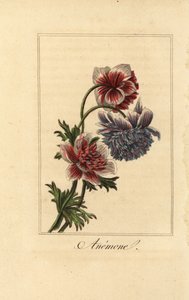 Hybrydowy zawilec makowy, Anemone coronaria autorstwa Pancrace (after) Bessa