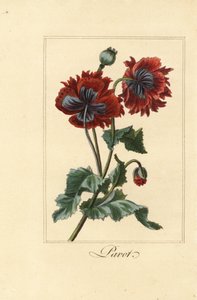 Hybrydowa odmiana maku, pavot, Papaver rhoeas