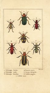 Chrząszcze liściaste, gatunki Galeruca 1, Aulacophora analis 2, Cyclotrypema furcata 3, Donacia vittata 4, kornik płaski, Cucujus clavipes 5, Pyrrhidium sanguineum 6 i Chlorophorus varius 7 autorstwa Pancrace (after) Bessa
