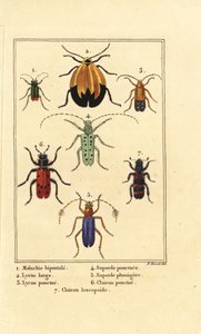Chrząszcz malachitowy, Malachius bipustulatus 1, chrząszcze siecioskrzydłe, Lycus melanurus 2, Lycus punctatus 3, Saperda punctata 4, gatunki Saperda 5, Trichodes octopunctatus 6 i Trichodes apiarius 7