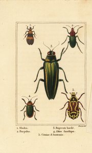 chrząszcz błotny, Elodes 1, chrząszcz Harpalus 2, chrząszcz klejnot, Buprestis 3, chrząszcz pcheł, Altica famelica 4 i chrząszcz trzcinowy, gatunek Cetonia 5 autorstwa Pancrace (after) Bessa