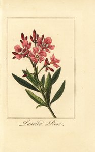 Oleander, róża Laurier, oleander Nerium