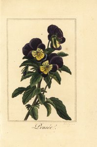 Bratek, pensee, Viola tricolor var. autorstwa Pancrace (after) Bessa