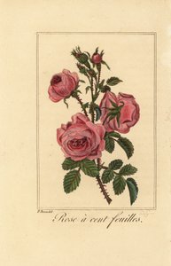 róża prowansalska lub róża kapuściana, Rose a cent feuilles, Rosa centifolia