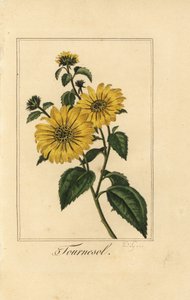 Słonecznik, tournesol, Helianthus annuus autorstwa Pancrace (after) Bessa