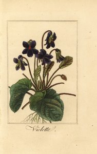 Słodki fiołek, Violette, Viola odorata autorstwa Pancrace (after) Bessa