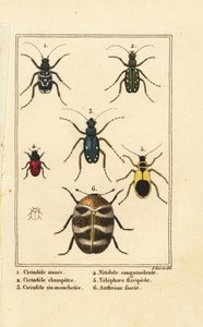 Chrząszcze tygrysie, Cicindela sinuata 1, Cicindela campestris 2, Cicindela sexguttata 3, Nitidula zakrwawiona 4, różnorodny chrząszcz dywanowy, żółtawy telefora 5, Anthrenus verbasci 6