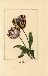 Odmiany tulipana, tulipana, Tulipa gesneriana