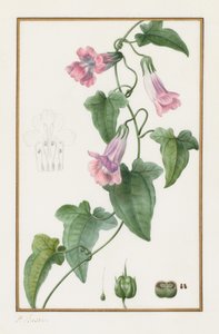 (Botaniczny: Maurándia semperflorens) autorstwa Pancrace Bessa