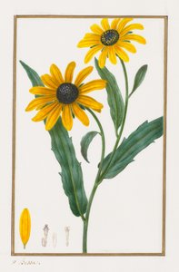 Czarnooka Susan, 1828-1835. autorstwa Pancrace Bessa
